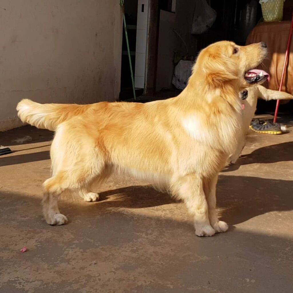 Golden Retriever