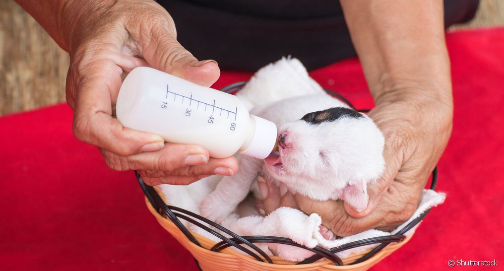 filhote de cachorro mamando