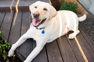 Labrador