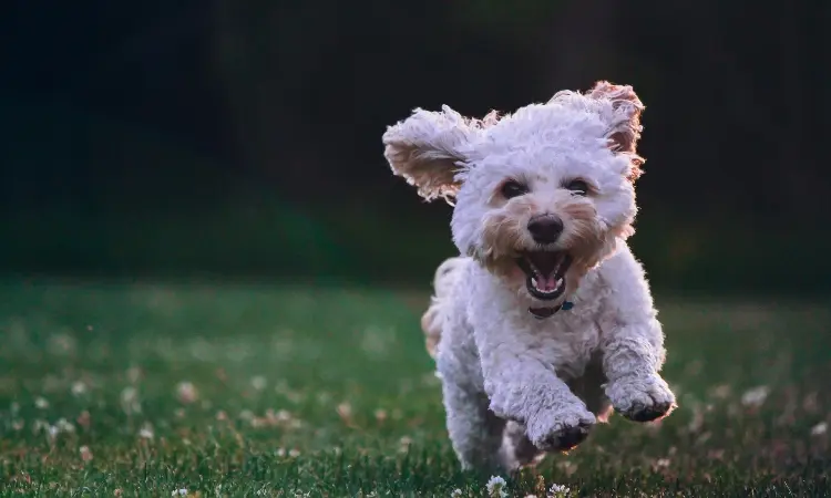 cachorro correndo