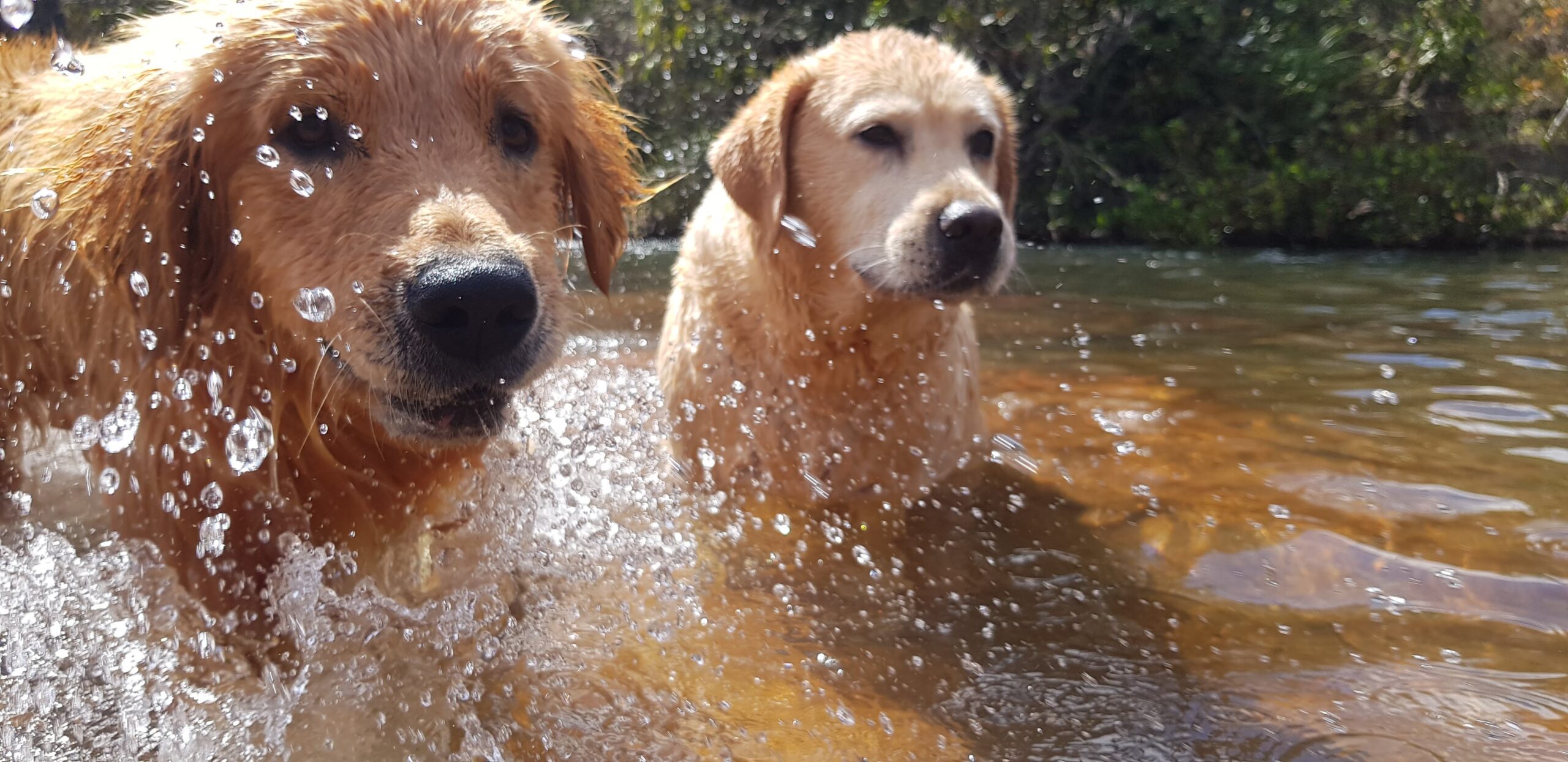 Labrador Retriever