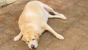 Labrador amarelo