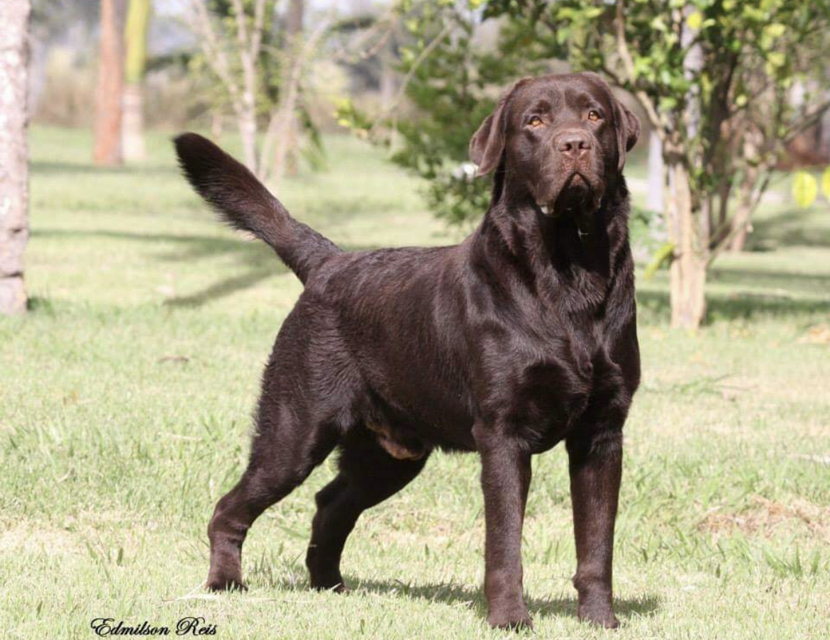 Labrador Chocolate - (Edmilson Reis)