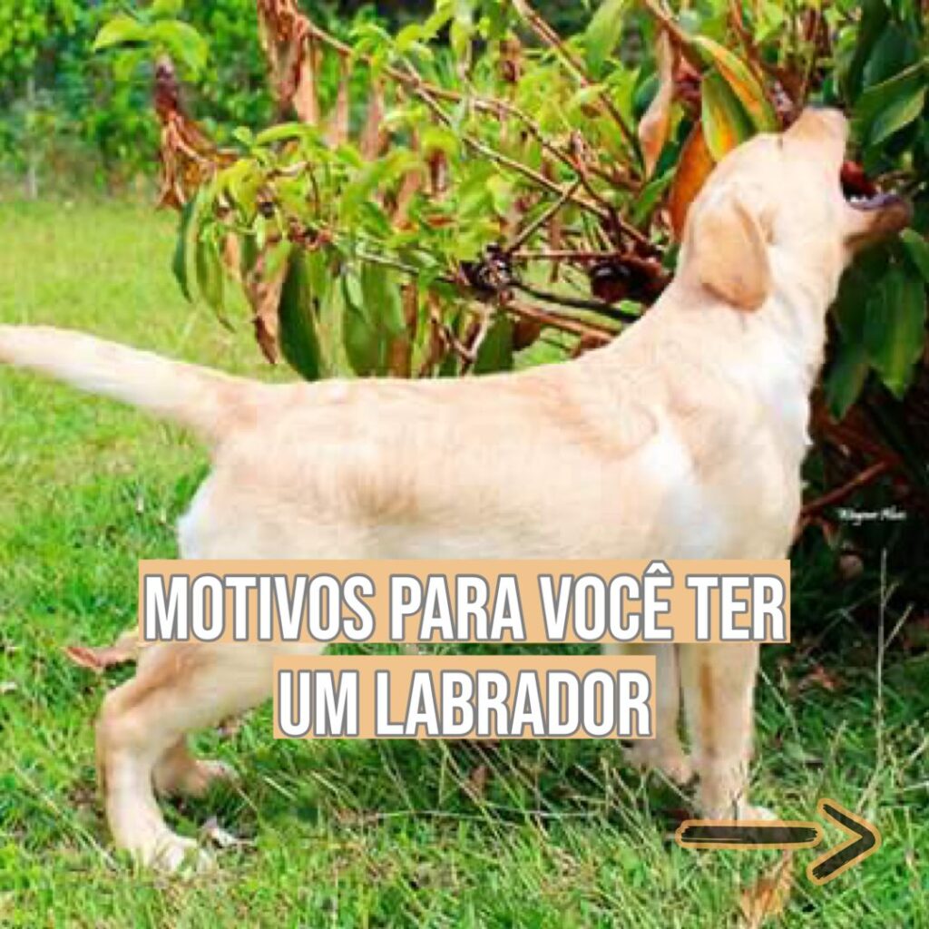 Labrador Retriever