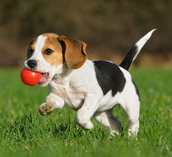 Cão brincando com bola