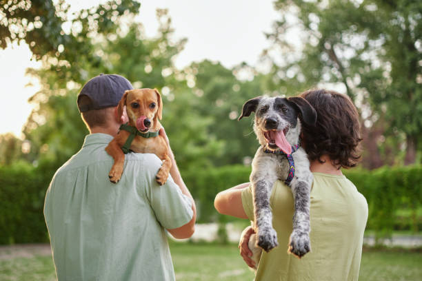 Adoção de Cães