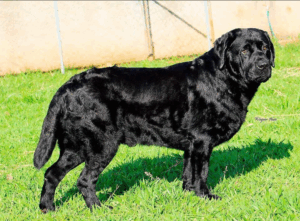 Genética das Cores do Labrador: Entenda Como Nascem Filhotes Pretos, Chocolate e Amarelos