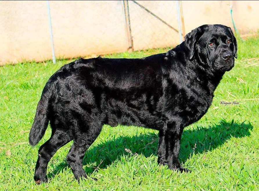Genética das Cores do Labrador: Entenda Como Nascem Filhotes Pretos, Chocolate e Amarelos